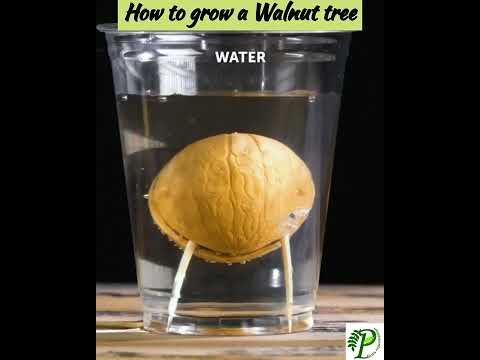 Growing Tips for Walnut tree