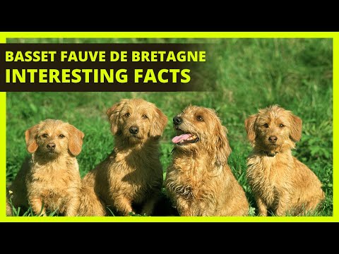 BASSET FAUVE DE BRETAGNE | Interesting facts you might not know about the Basset Fauve De Bretagne