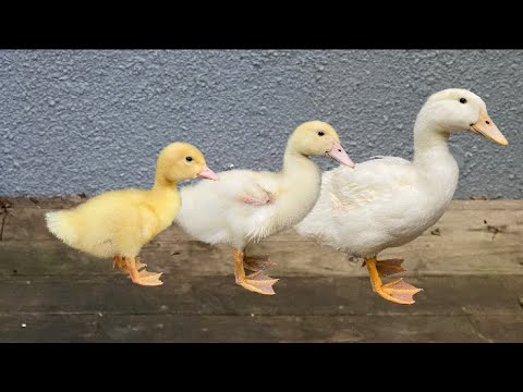 Duck Grew Up in 50 Days