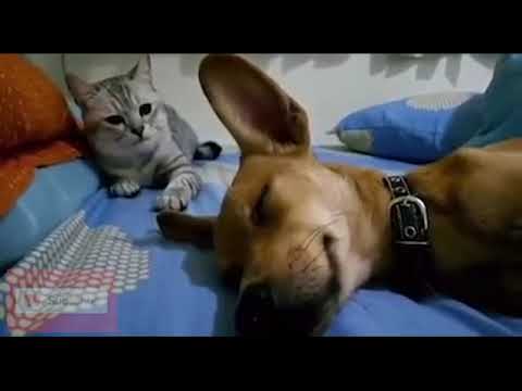 Dog Sleep Farting Makes Cat Angry