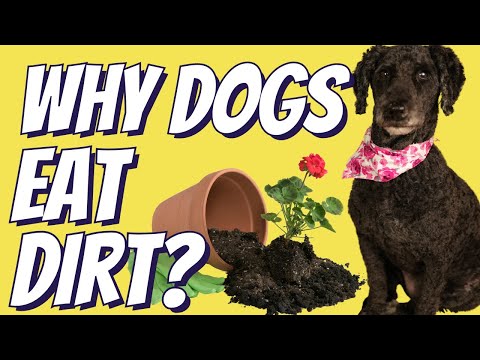 Why Your Dog Eats Dirt