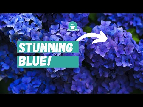 Step by step: How to turn Hydrangea Flowers Blue