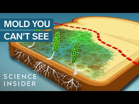 Never Eat The ‘Clean’ Part Of Moldy Bread