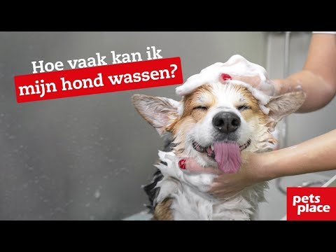 Hoe vaak kan ik mijn hond wassen?