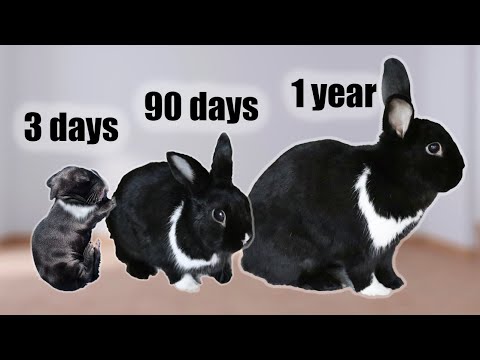 The Life Cycle of a Rabbit from Birth to Old Age