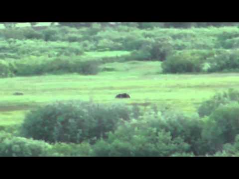 How Fast Can a Grizzly Bear Run?