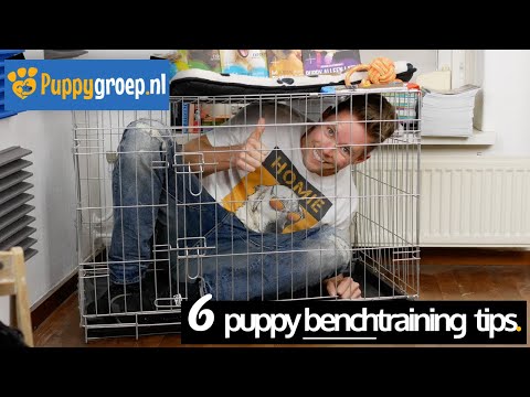 Benchtraining tips voor je Puppy met de snelste resultaten (Benchtraining de Nieuwe Methode)