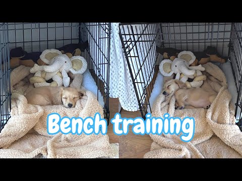 Puppy in bench leren slapen + hoe leer je je hondje aan de bench wennen? 8 Tips!