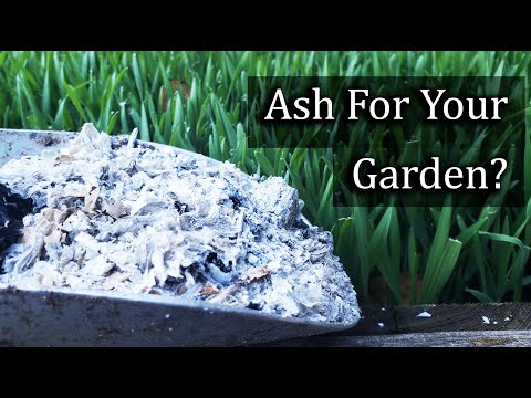 Ash For Your Garden - 4 Ways To Apply It Properly