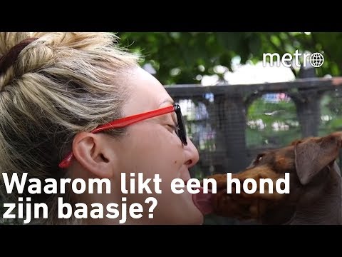 Waarom likt een hond zijn baasje?