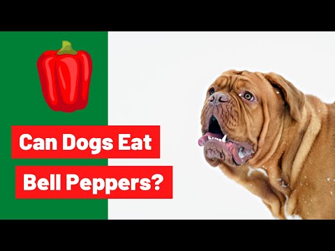 Can Dogs Eat Bell Peppers?