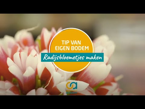 Tip van eigen bodem: zelf radijsbloemetjes maken