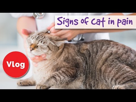 How to tell if your cat is pain 😿 signs of cat in pain 😿