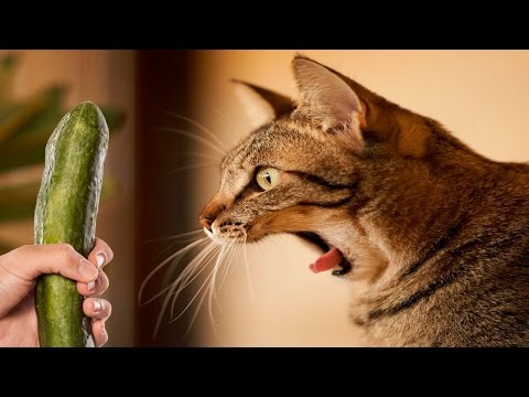 Katten Bang Voor Komkommers - Katten Vs Komkommers - Grappige Katten 2016