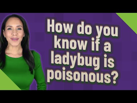 How do you know if a ladybug is poisonous?