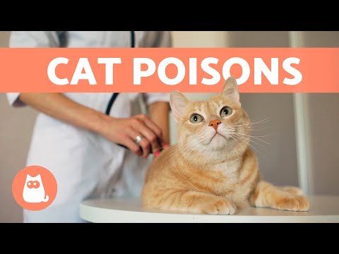 Most Common CAT POISONS 🐱⚠️ (5 Toxic Products Your Cat Needs to Avoid)