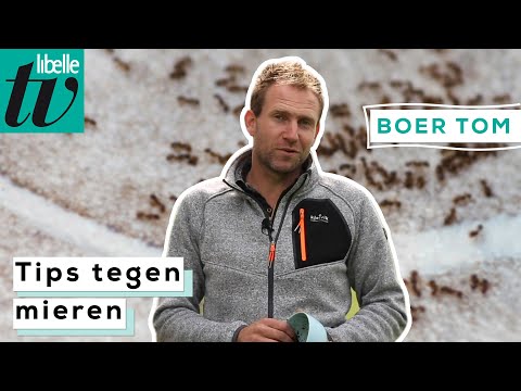 Tips tegen mieren - Libelle Boer Tom