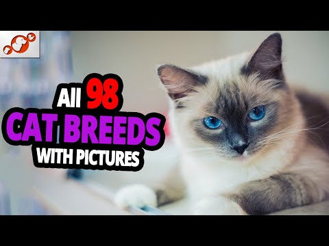 🐈 All Cat Breeds A-Z With Pictures! (all 98 breeds in the world)