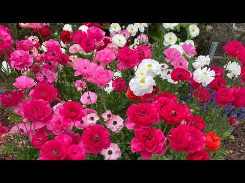 Ranunculus Planting Tips - Growing in the Garden