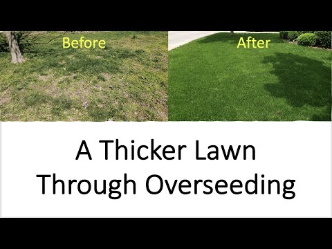 How to Make Your Lawn Thicker and Healthier