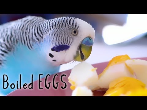 How to Feed Budgies with Boiled Eggs 🥚