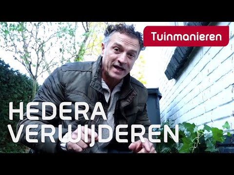 Hedera verwijderen: hoe doe je dat? | Tuinmanieren