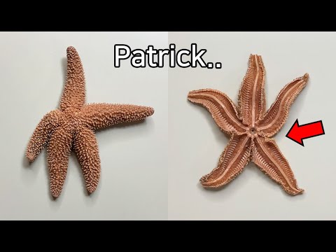 Strange Patterns Inside a Starfish !  - Starfish Dissection