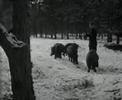 Hongerige dieren op de Veluwe (1955)