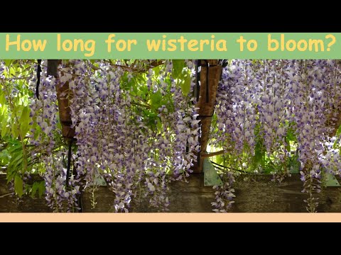 How long does it take for a wisteria to bloom?