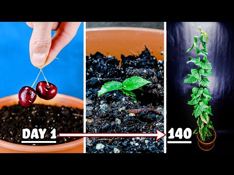 Growing Cherry Tree from Seed Time Lapse (140 Days)