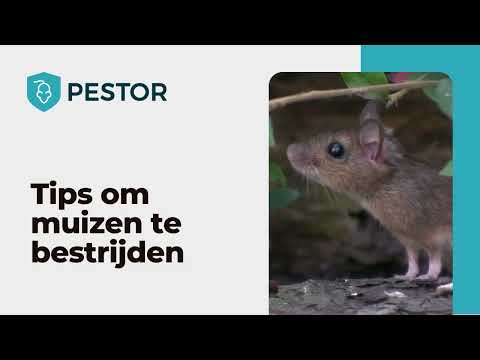 5 tips om muizen te bestrijden - Pestor