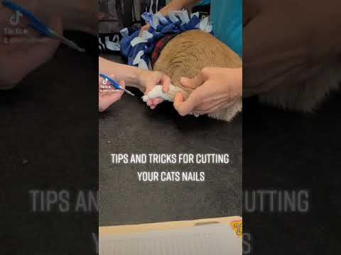 Tips and Tricks for cutting your cat's nails!