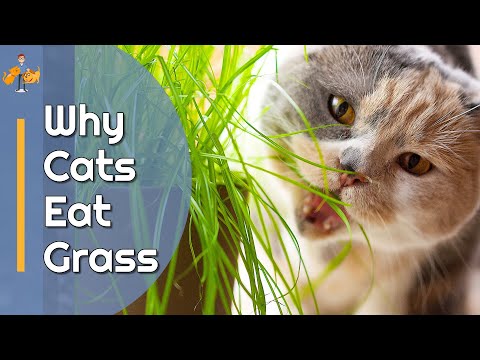 Why Do Cats Eat Grass? - The Mystery is Solved!