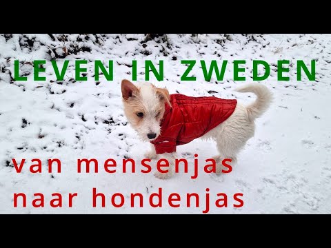 LEVEN IN ZWEDEN Van mensenjas naar hondenjas