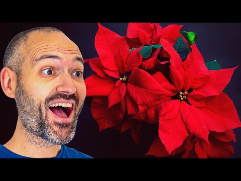 The Secret to Keeping Your Poinsettia Alive ALL YEAR